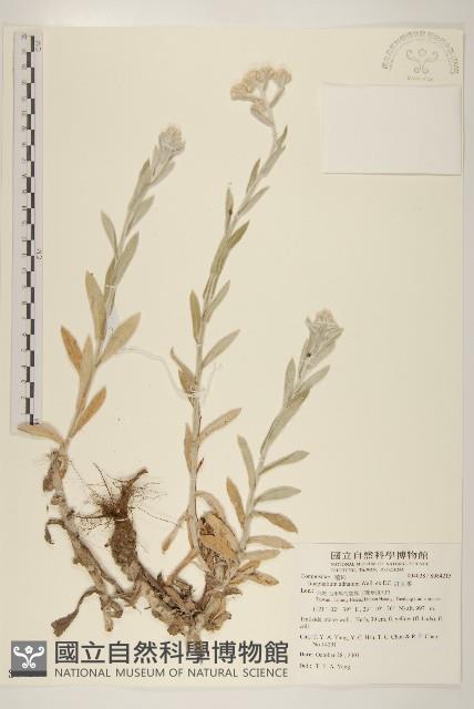 紅面番藏品圖，第1張