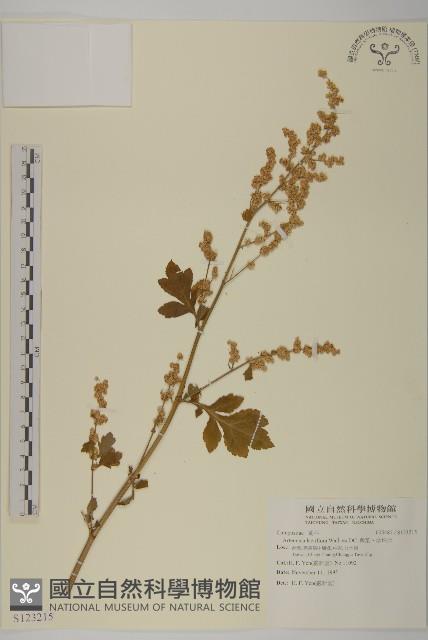 角菜、珍珠菜藏品圖，第1張