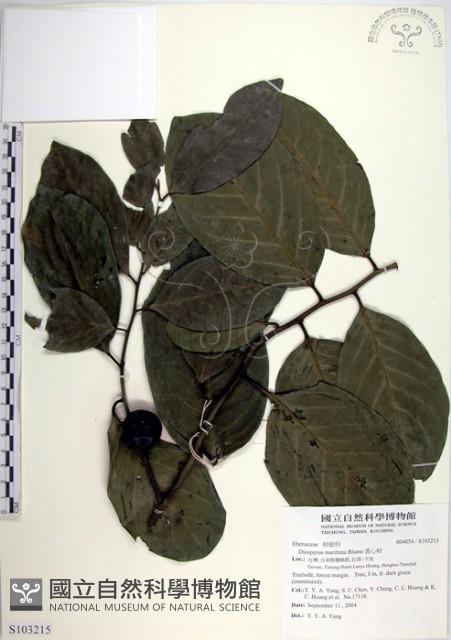 黃心柿藏品圖，第1張