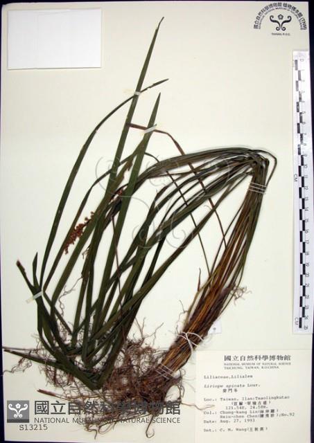 麥門冬藏品圖，第1張