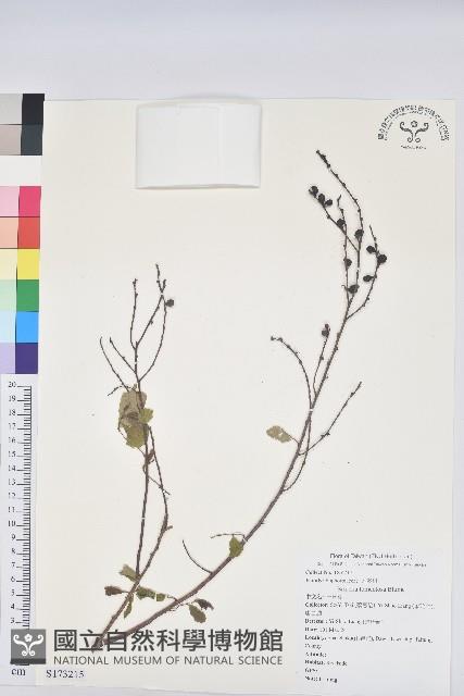 土密樹藏品圖，第1張