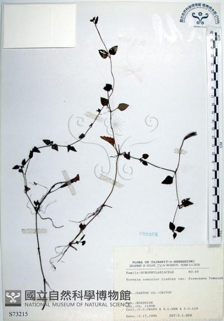 倒地蜈蚣、四角銅鑼藏品圖，第1張