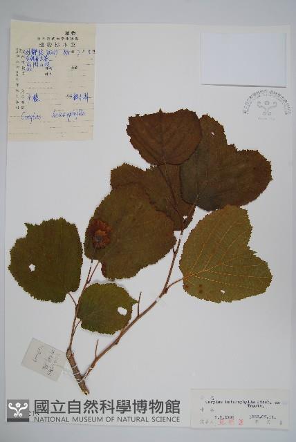 榛樹藏品圖，第1張