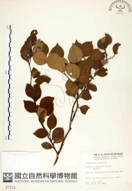 內苳子藏品圖，第1張