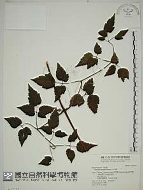 小木通藏品圖，第1張