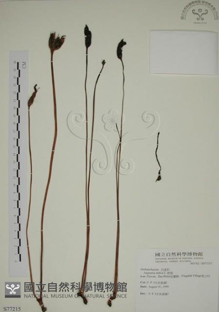 野菰藏品圖，第1張