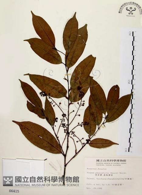 墨點櫻桃、黑星櫻藏品圖，第1張