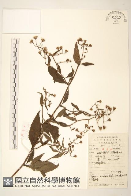 蔓黃菀藏品圖，第1張