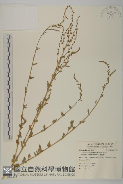 變葉藜藏品圖，第1張