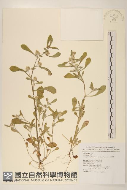 絲綿草藏品圖，第1張