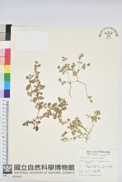 濱大戟藏品圖，第1張