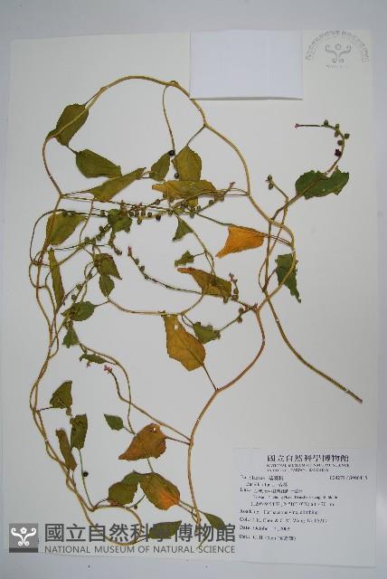 落葵藏品圖，第1張