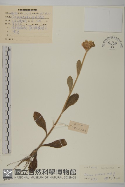 擬毛氈草藏品圖，第1張