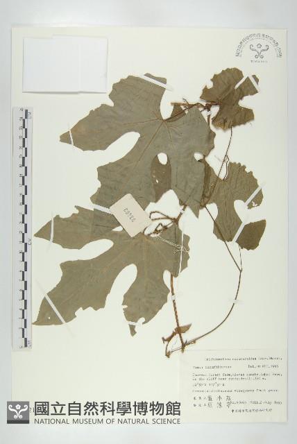 王瓜藏品圖，第1張