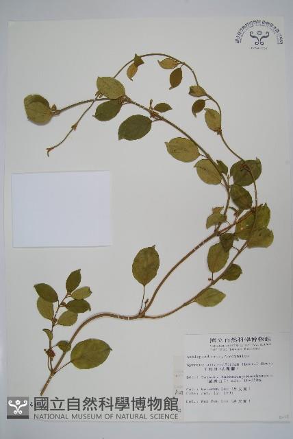 羊角藤、武靴藤藏品圖，第1張