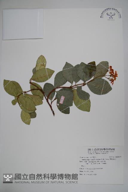 蘭嶼絡石藏品圖，第1張