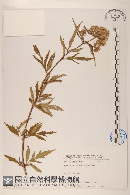 臺灣澤蘭藏品圖，第1張