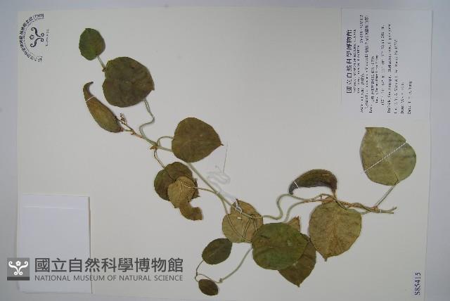 蘭嶼牛皮消、蘭嶼白薇藏品圖，第1張