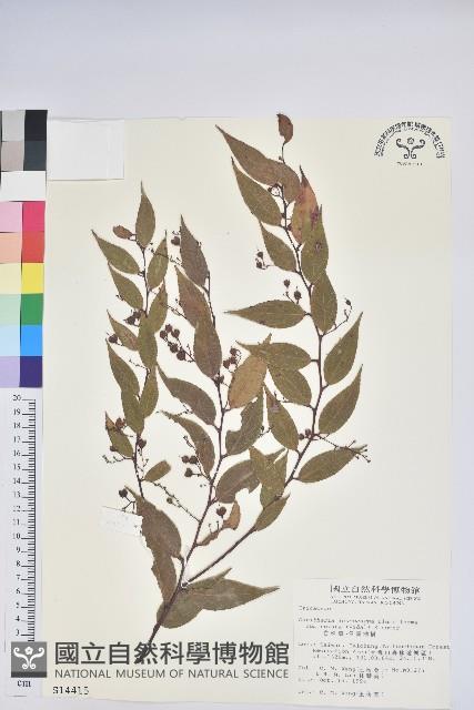 白珠樹藏品圖，第1張