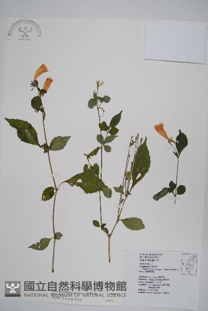 臺灣馬藍藏品圖，第1張