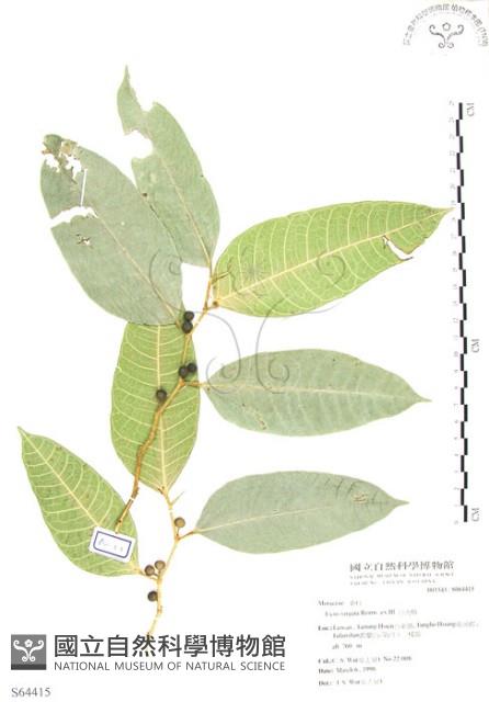 白肉榕藏品圖，第1張