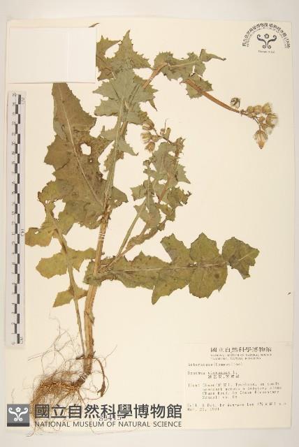 苦滇菜、苦菜藏品圖，第1張