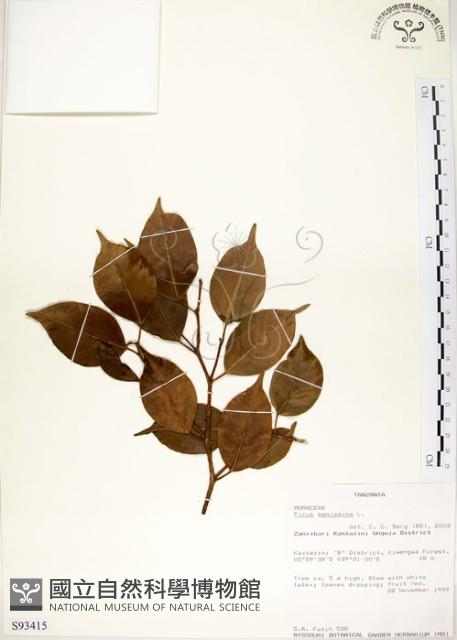 白榕、垂榕藏品圖，第1張