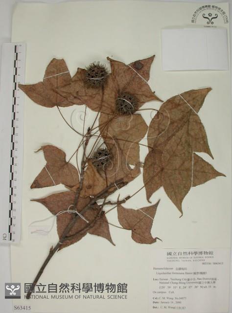 楓香、楓樹藏品圖，第1張