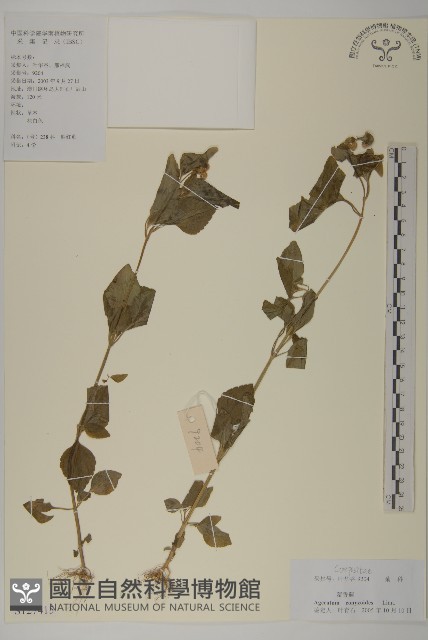 霍香薊藏品圖，第1張