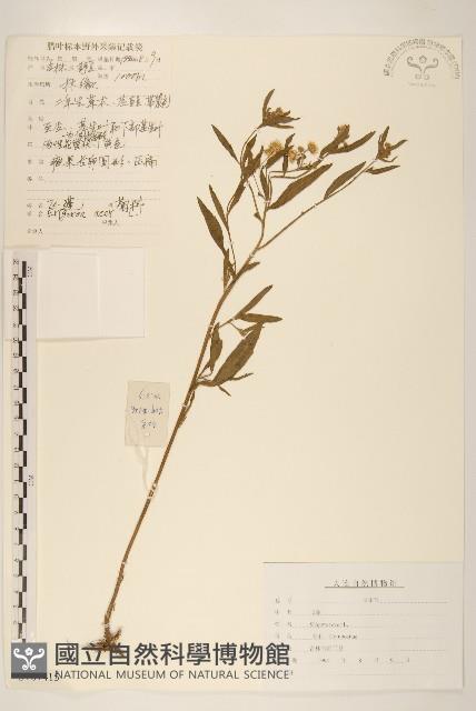 飛蓬藏品圖，第1張