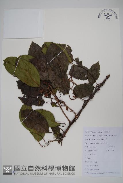 革葉獼猴桃藏品圖，第1張