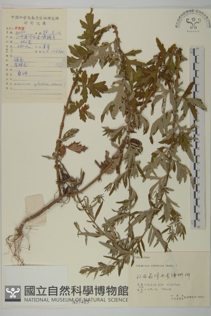 林艾蒿藏品圖，第1張