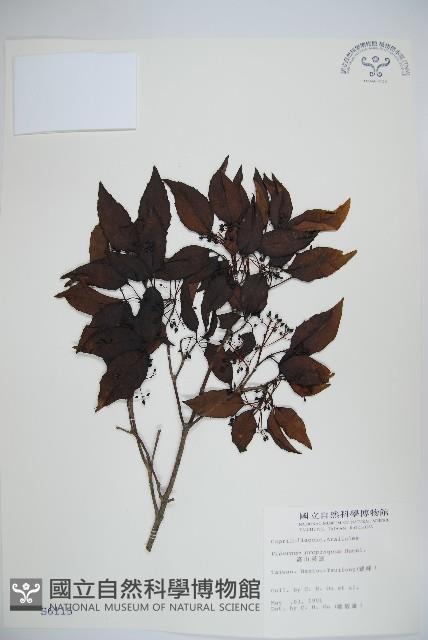 高山莢迷藏品圖，第1張