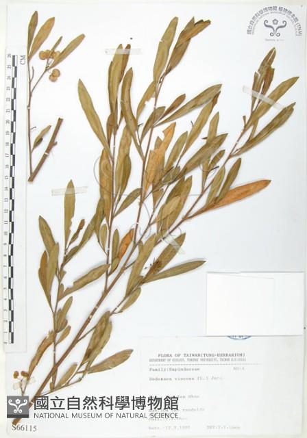 車桑子藏品圖，第1張