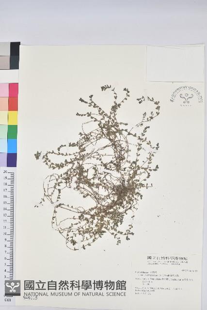 伏生大戟藏品圖，第1張