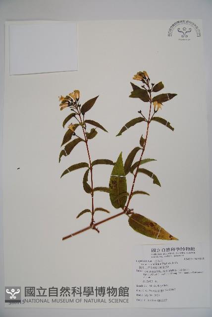 阿里山忍冬、漸尖葉忍冬藏品圖，第1張