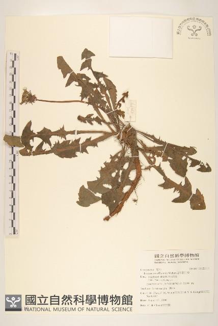 西洋蒲公英藏品圖，第1張