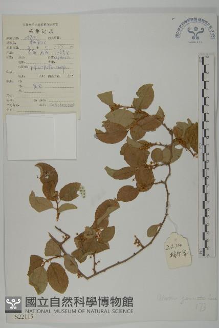 哥蘭葉藏品圖，第1張