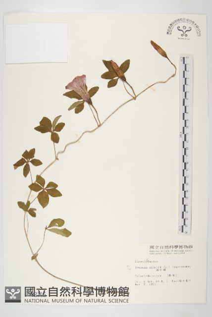 番仔藤藏品圖，第1張