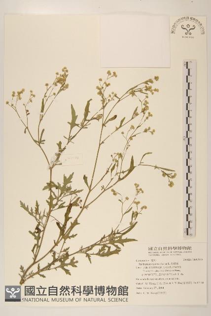 銀膠菊藏品圖，第1張