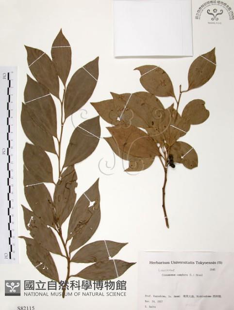 樟樹藏品圖，第1張