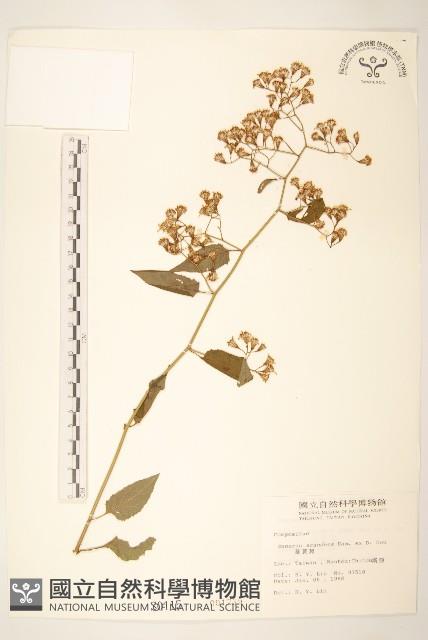 蔓黃菀藏品圖，第1張