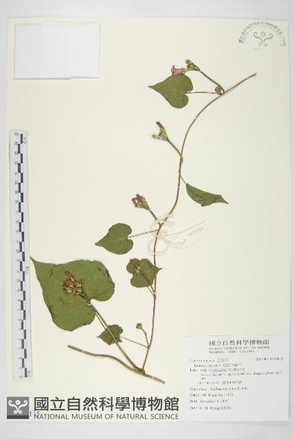 紅花野牽牛藏品圖，第1張