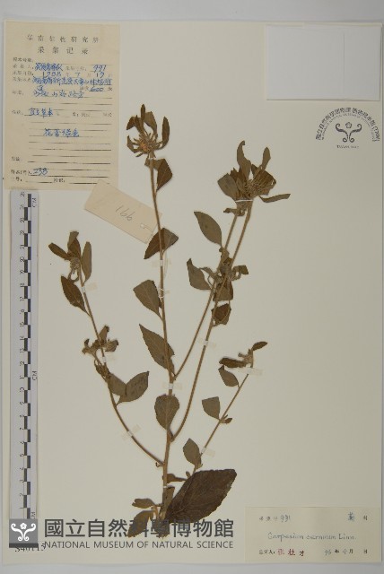 杓兒菜藏品圖，第1張