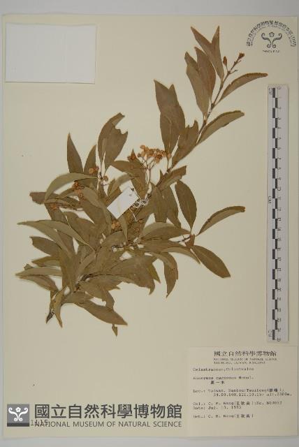 厚葉衛矛, 源一木藏品圖，第1張