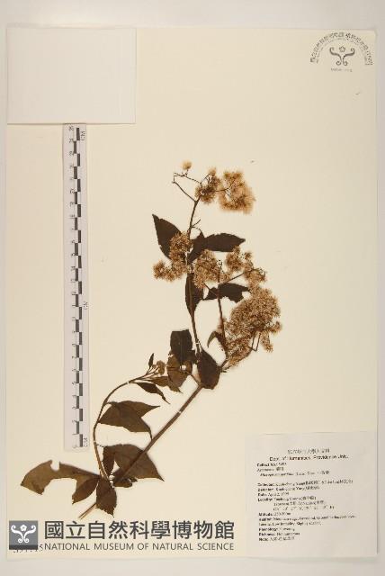 小舌菊、蔓綿菜藏品圖，第1張