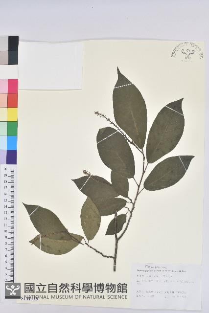 白木烏臼藏品圖，第1張