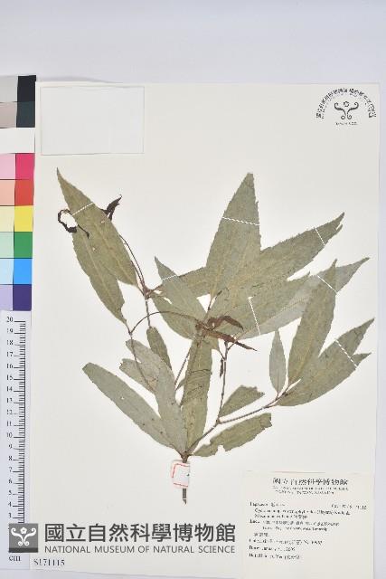 狹葉櫟藏品圖，第1張