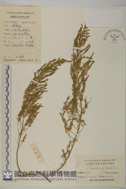 臭杏、土荊芥藏品圖，第1張