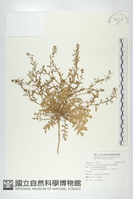 廣東葶藶藏品圖，第1張